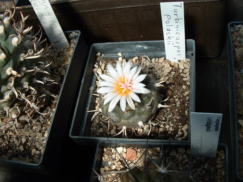 Turbinicarpus polaskii.JPG